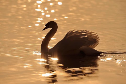 Mute swan (Cygnus olor), lateral, Germany, Europe