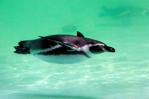 Humboldt's Penguin (Spheniscus humboldti)
