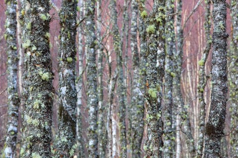 Lichen covered birch trunks, n, Cairngorms National Park, Scotland, United Kingdom, Europe