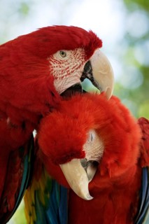 Green-winged Macaw (Ara chloroptera) and Scarlet Macaw (Ara macao)