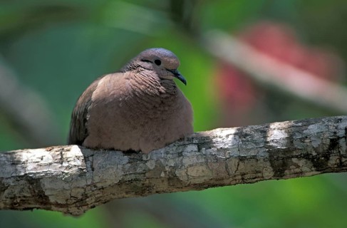 Ruddy Ground Dove (Columbina talpacoti), Tobago