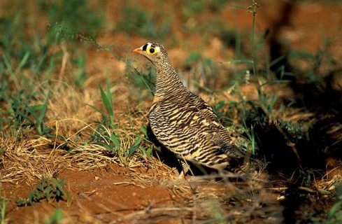 Lichtenstein's Sandgrouse, male, Samburu Game Reserve, Kenya (Pterocles lichtensteini)