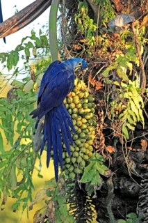 Hyacinth macaw (Anodorhynchus hyacinthinus), Pantanal, Brazil, South America