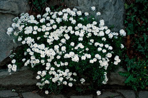 Evergreen Candytuft (Iberis sempervirens), evergreen candytuft, flowers, garden plants cruciferous,