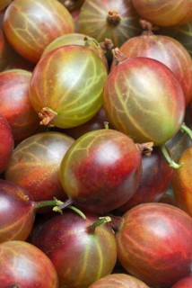 Gooseberries (Ribes uva-crispa)