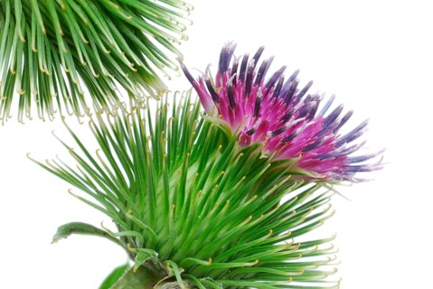 Big burdock (Arctium lappa)