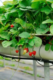 Commercial strawberry cultivation, strawberries on substrate culture (Fragaria x ananassa) ,