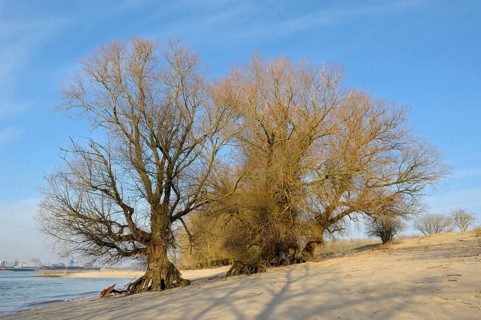 Old willows, bank of the Waal, February, nature reserve De Gelderse Poort, Millingerwaard,