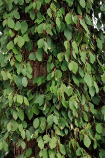 Black Pepper (Piper nigrum) bush, Nosy Be, Madagascar, black pepper pepper bush, Madagascar, Pepper