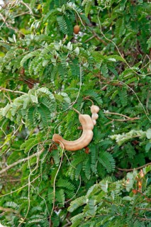 Tamarind (Tamarindus indica), fruit on tree, Magadascar