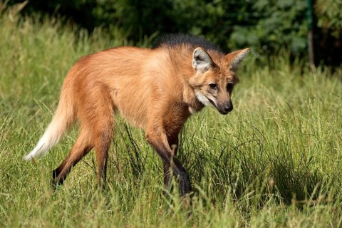 Maned Wolf (Chrysocyon brachyurus)