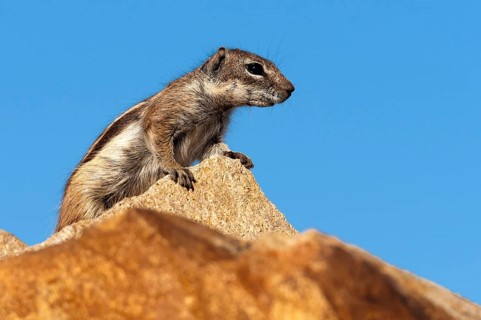 Barbary ground squirrel (Atlantoxerus getulus), chipmunk, Atlantic squirrel, ground squirrel,