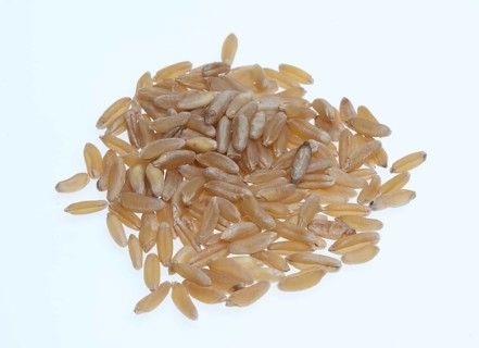 Khorasan wheat (Triticum turgidum × polonicum), also called kamut, is an old variety of spring