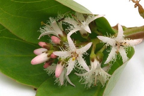 Bog bean (Menyanthes trifoliata) or bitter clover, medicinal plant