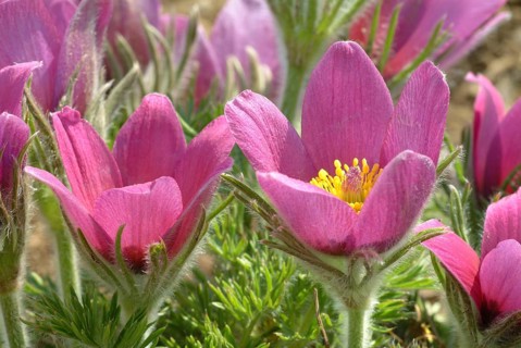 Common pasque flower (Pulsatilla) vulgaris, also known as common pasque flower, pasque flower or