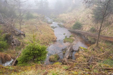 Stream at the Oderteich, Nebel, Harz National Park, Lower Saxony, Germany, Europe