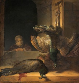 Still Life with Peacocks, in Rembrandt's time peacocks were eaten by the wealthy, Painting by