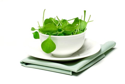 Portulaca oleracea-salad in bowl, summer, spice, vegetables, postelein, Bürzelkraut, salad