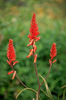 Prickly uitenhage aloe (Aloe africana), South Africa, Africa