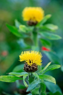 Giant flowering knapweed, yellow giant knapweed (Centaurea macrocephala)