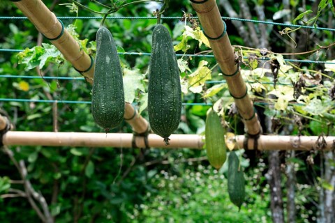 Smooth Loofah (Luffa aegyptiaca)