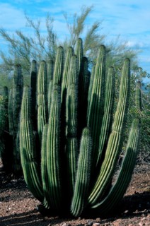 Organ pipe cactus (Stenocereus thurberi), Sonora Desert, Arizona, USA, North America