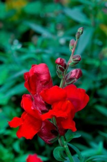 Snapdragon (Antirrhinum majus)
