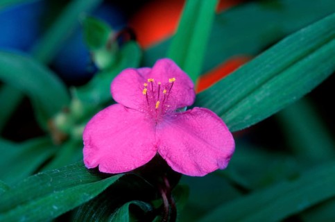 Spiderwort (Tradescantia)