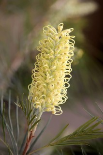 Hakea, Northern Territory, Australia (Hakea leucoptera)