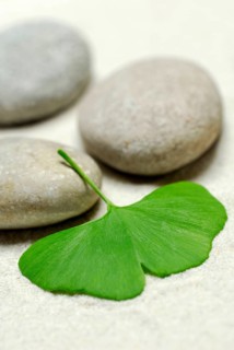 Ginkgoleaf (Ginkgo biloba) and stones, gingko