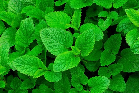 Lemon Balm or Sweet Balm (Melissa officinalis)