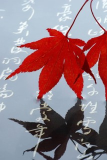 Japanese (Acer japonicum aconitifolium) maple, Japanese characters