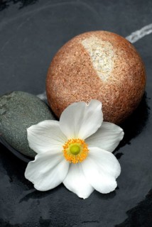 Autumn anemone, blossom and stones, Japanese anemone (Anemone japonica)