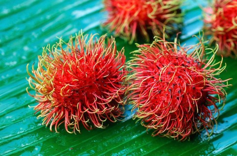 Rambutan (Nephelium lappaceum)