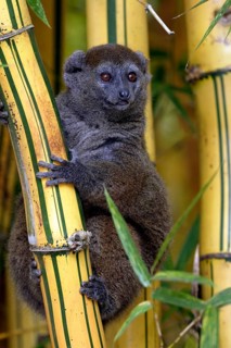 Gray Bamboo Lemur, Grey Gentle, Madagascar, Gray eastern lesser bamboo lemur (Hapalemur griseus),