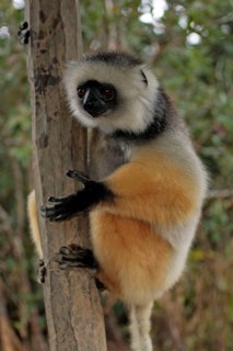 Silky sifaka, perinet (Propithecus diadema candidus), Madagascar, Africa