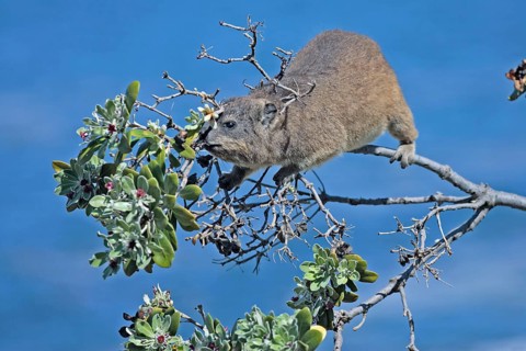 Common Rock Hyrax (Procavia capensis), climbing in tree, South Africa, Africa