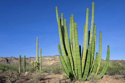 Organ pipe cactus (Stenocereus thurberi) in the Organ Pipe Cactus National Monument, Arizona, USA,