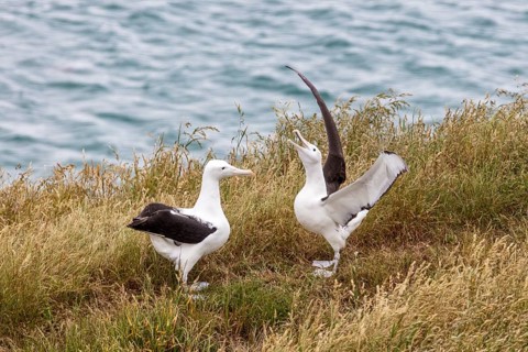 Albatros (Diomedea sanfordi), Taiaroa Head, Otago Peninsula, Neuseeland