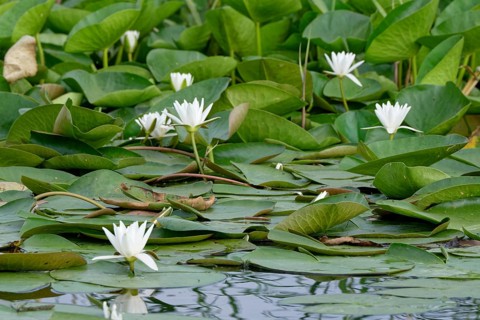 European white waterlilies (Nymphaea alba) on the water of Lacul Isaccel, a lake in the Danube