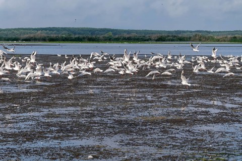 Seagulls on the water of Lacul Isaccel, a lake in the Danube Delta. UNESCO Danube Delta Biosphere