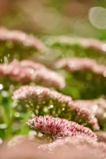 Showy stonecrop (Sedum spectabile) with morning dew, late summer, Germany, Europe