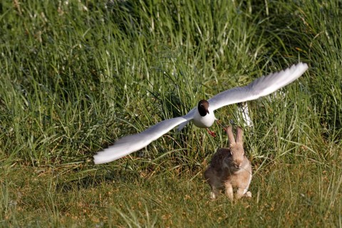 Black-headed gull (Chroicocephalus ridibundus), Predation defence, Black-headed gull attacking a