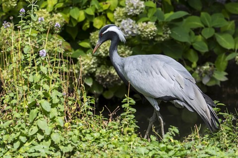 Demoiselle crane (Grus virgo) smallest species of crane, native to central Eurasia, ranging from