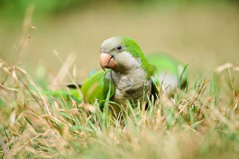 Monk parakeet (Myiopsitta monachus) wildlife on a meadow, Catalonia, Spain, Europe
