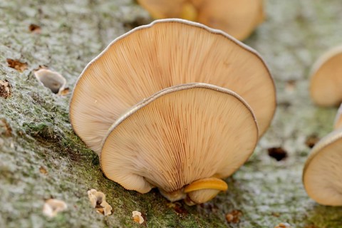 Late oyster (Sarcomyxa serotina), North Rhine-Westphalia, Germany, Europe