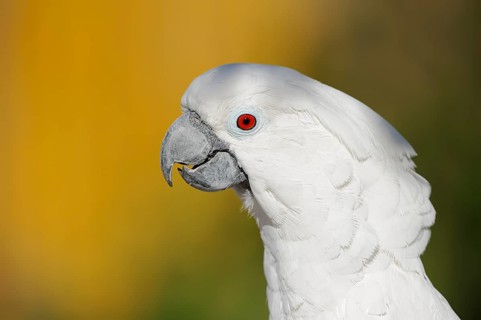 White cockatoo (Cacatua alba), portrait, captive, occurrence in Indonesia