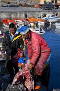 Inuit hunters unload muskox (Ovibos moschatus) meat from boat in the Uummannaq harbour,