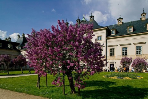 Pillnitz Pillnitz is a former suburb (incorporated in 1950) and is now a district of Dresden