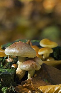 Brick cap (Hypholoma lateritium) Brick Top, Brick Tuft mushrooms